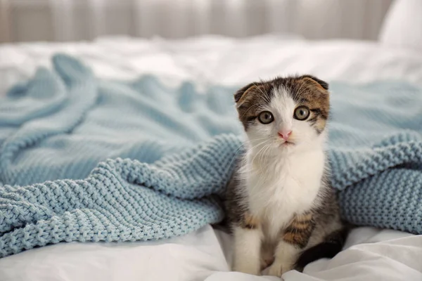 Чарівний маленький кошеня сидить на ліжку в приміщенні. Простір для тексту — стокове фото