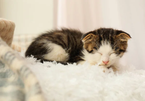 Rozkošné malé kotě spící na bílém polštáři uvnitř — Stock fotografie