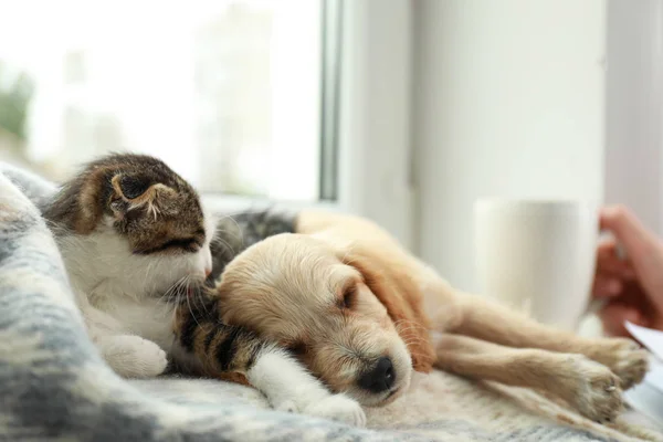 Adorable little kitten and puppy sleeping on blanket near window indoors