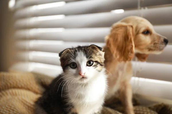 Adorável gatinho e filhote de cachorro em cobertor perto da janela dentro de casa — Fotografia de Stock