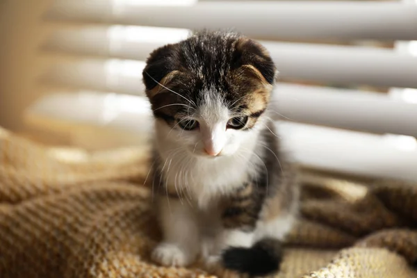 Bedårande liten kattunge sitter på filt nära fönster inomhus — Stockfoto