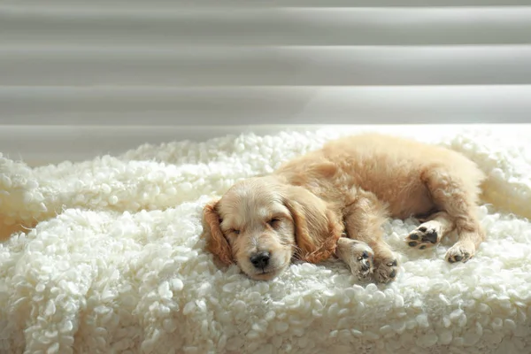 귀여운 영어 코커 스패니얼 강아지 는 실내 창 근처 격자 무늬에 자고. 텍스트를 위한 공간 — 스톡 사진