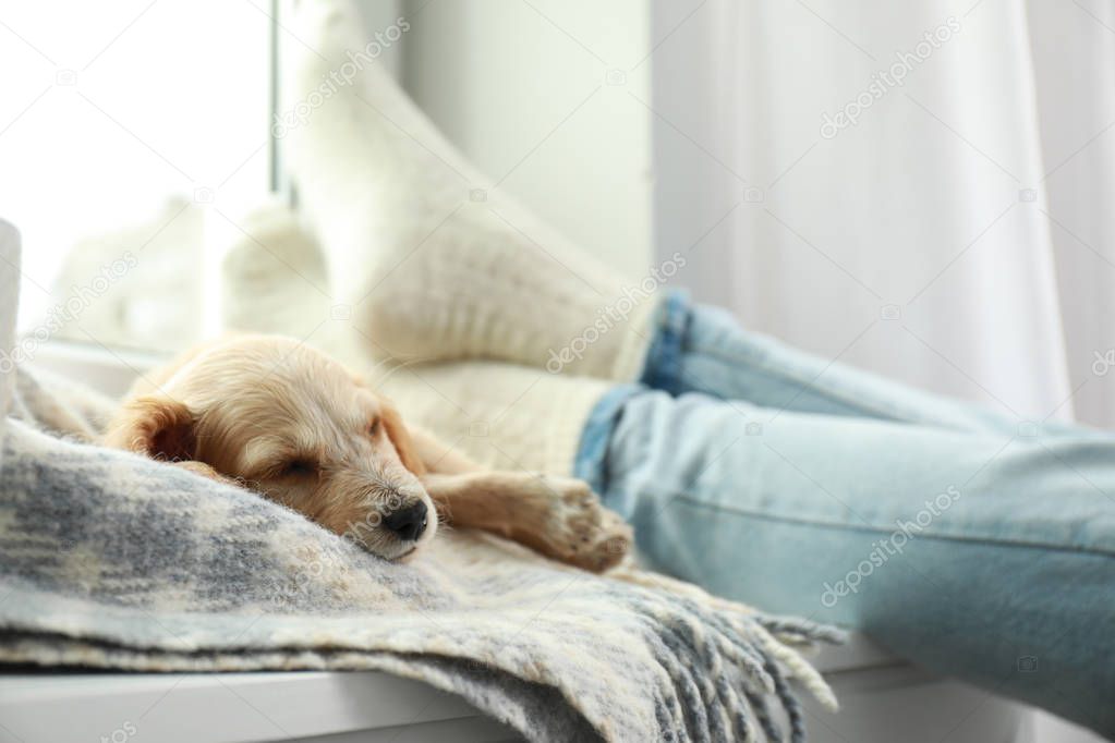 Cute English Cocker Spaniel puppy sleeping on blanket near owner indoors