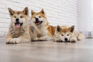 Sevimli Akita Inu köpek ve kapalı katta yavru