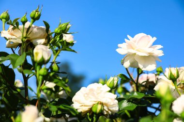 Güneşli bir gün çiçeklenme bahçesinde güzel güller ile yeşil Bush