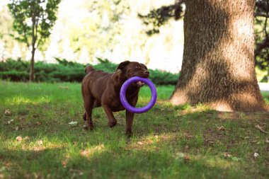 Yeşil yaz parkında oyuncak ile Komik Çikolata Labrador Retriever
