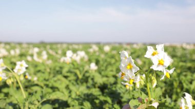 Güneşli bir günde çiçek açan patates çalıları ile güzel alan, closeup