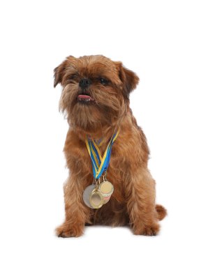 Beyaz arka planda şampiyon madalya ile Sevimli Brüksel Griffon köpek