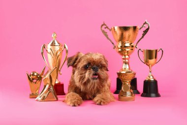 Pembe arka plan üzerinde şampiyon kupa ile Sevimli Brüksel Griffon köpek