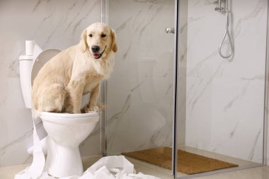 Sevimli Golden Labrador Retriever banyoda klozet üzerinde oturan. Metin için alan