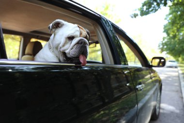 Araba penceresinden dışarı bakan İngiliz bulldog