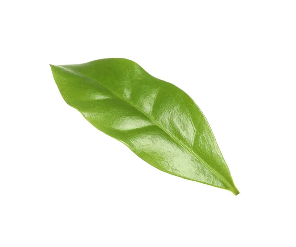 Fresh green coffee leaf isolated on white — Stock Photo, Image