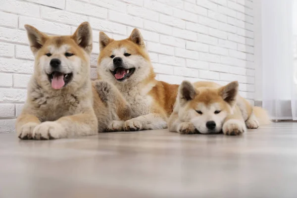 Adorable perro Akita Inu y cachorros en el suelo en interiores — Foto de Stock