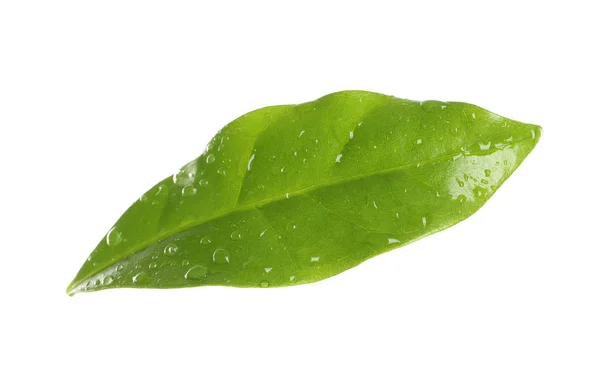 Folha de café verde fresco com gotas de água isoladas em branco — Fotografia de Stock