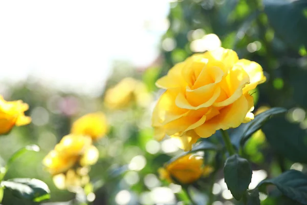 Schöne Rose im blühenden Garten an sonnigem Tag — Stockfoto