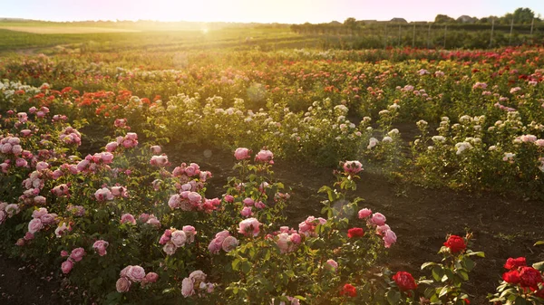 Arbustos com belas rosas ao ar livre no dia ensolarado — Fotografia de Stock