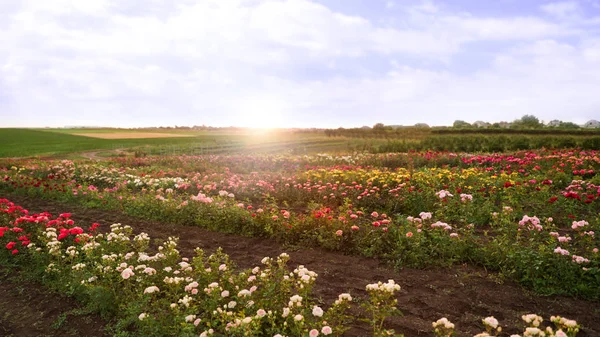 Bushes with beautiful roses in blooming field