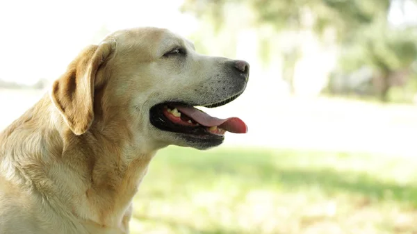 Söt Golden Labrador Retriever i Sunny Summer Park — Stockfoto