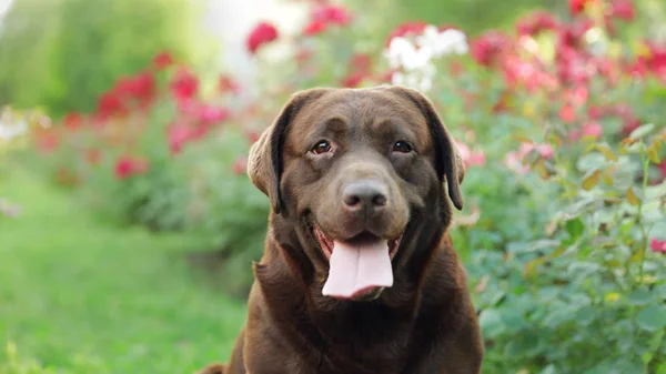 Grappige chocolade Labrador retriever in de buurt van bloemen in groene zomerpark — Stockfoto