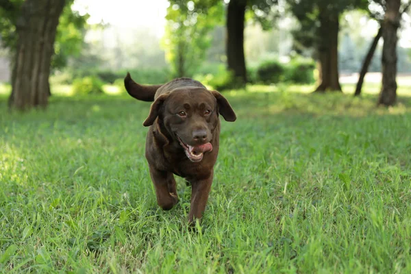 Roztomilý čokoládový Labrador extraktor v zeleném letním parku — Stock fotografie