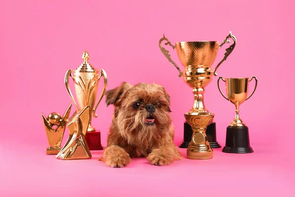 Lindo perro Griffon de Bruselas con trofeos campeón sobre fondo rosa — Foto de Stock