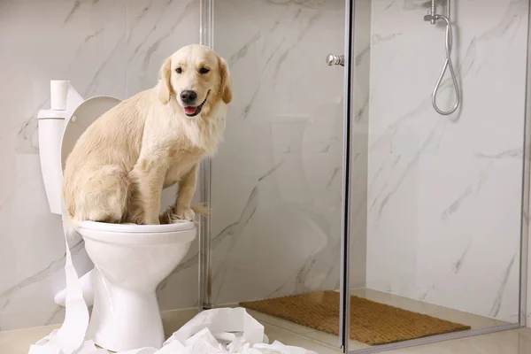 Bonito Golden Labrador Retriever sentado em vaso sanitário no banheiro. Espaço para texto — Fotografia de Stock
