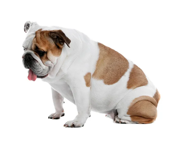 Schattig grappig Engels Bulldog op witte achtergrond — Stockfoto