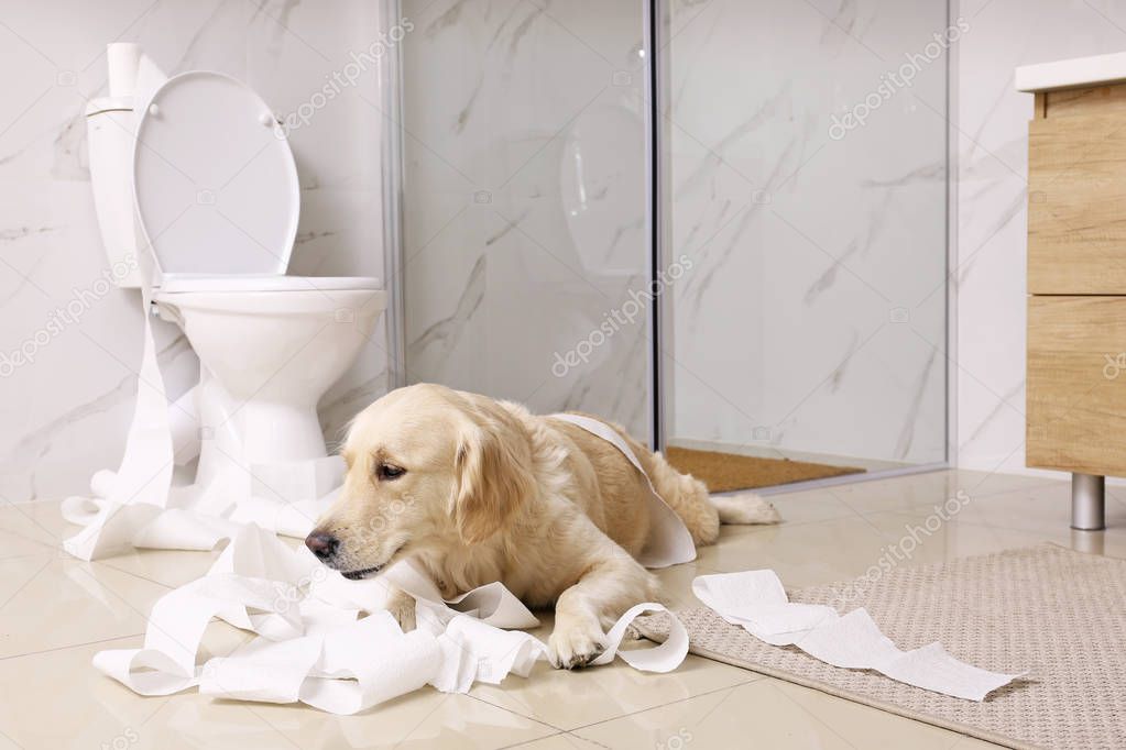 Cute Golden Labrador Retriever playing with toilet paper in bathroom
