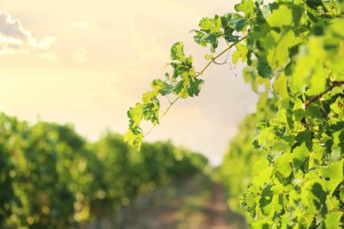 Güneşli taze üzüm ile bağ satır görünümü
