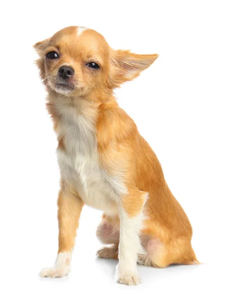 Cute small chihuahua sale