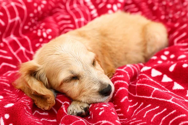 Adorável cachorrinho Cocker Spaniel Inglês dormindo em cobertor vermelho quente. Temporada de Inverno — Fotografia de Stock