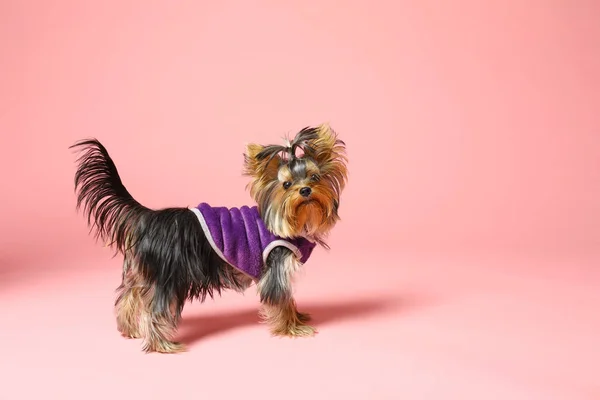 Urocza Yorkshire Terrier ubrany w ciepły sweter na różowym tle. Ładny pies — Zdjęcie stockowe