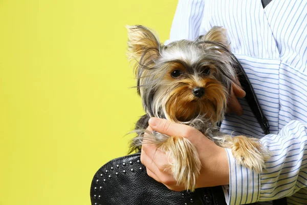 Woman holding black bag with Adorable Yorkshire terrier on yellow background, space for text. Cute dog — Stock Photo, Image