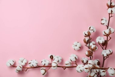Pembe arka plan üzerinde pamuk bitkidalları ile düz yatıyordu kompozisyon. Metin için alan