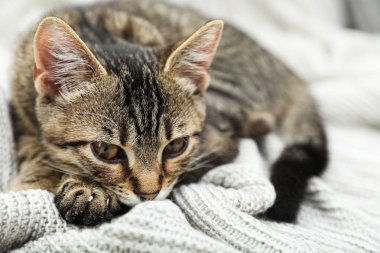 Örgü ören gri tekir kedi. Sevimli hayvan.