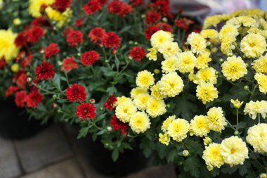 Assortment of beautiful blooming chrysanthemum flowers in pots outdoors clipart