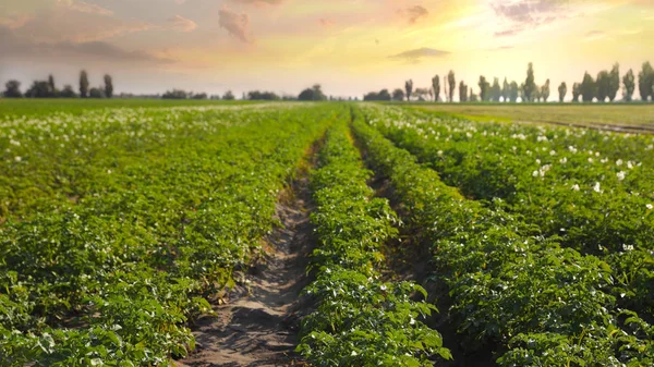 Mooi veld met bloeiende aardappel struiken op zonnige dag — Stockfoto