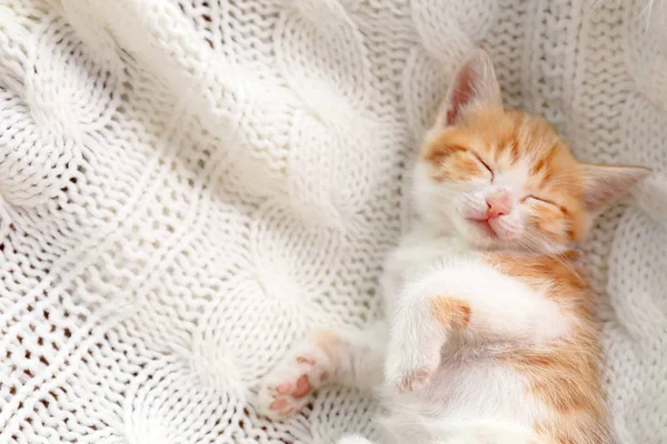 Χαριτωμένο μικρό γατάκι κοιμάται σε λευκό πλεκτό κουβέρτα, κορυφή θέα. Χώρος για κείμενο — Φωτογραφία Αρχείου