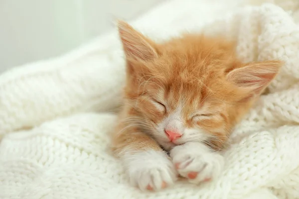 Carino piccolo gattino rosso che dorme sulla coperta a maglia bianca — Foto Stock