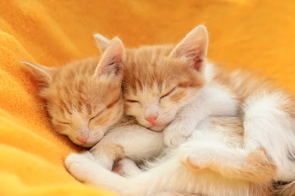 Roztomilé malé červené koťátka spící na žluté přikrývce — Stock fotografie