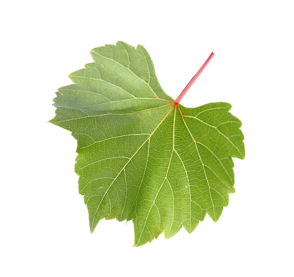 Свіжий зелений виноградний лист на білому тлі — стокове фото