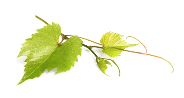 Frische grüne Traubenblätter auf weißem Hintergrund — Stockfoto