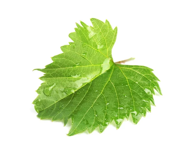 흰색 바탕에 녹색 신선한 포도 잎 — 스톡 사진