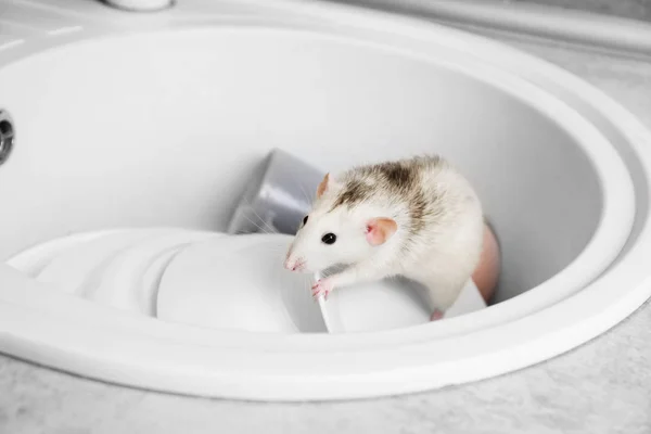 Rat in gootsteen met borden in de keuken. Huishoudelijk ongedierte — Stockfoto