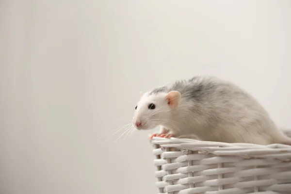 Cute small rat in basket against light background — Stock Photo, Image