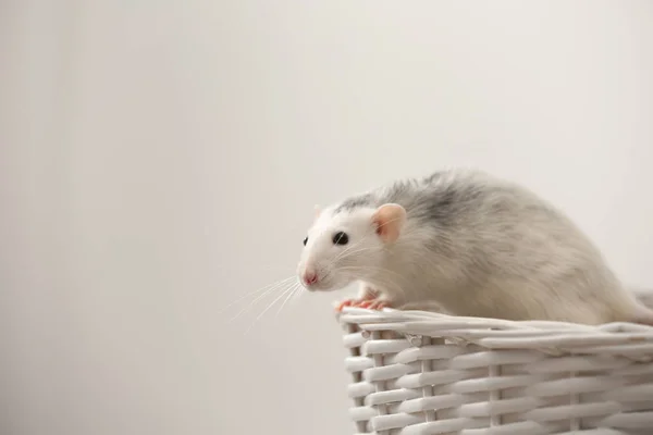 Mignon petit rat dans le panier sur fond clair — Photo