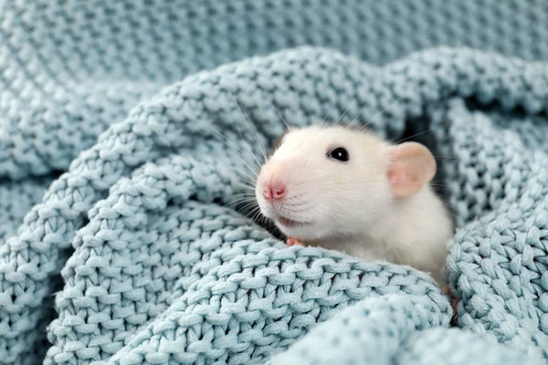 부드러운 뜨개 질 담요로 싸고 있는 작고 귀여운 쥐 — 스톡 사진
