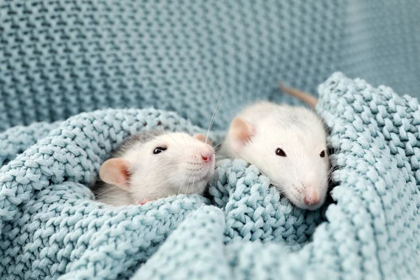 Niedliche kleine Ratten und weiche Strickdecke — Stockfoto