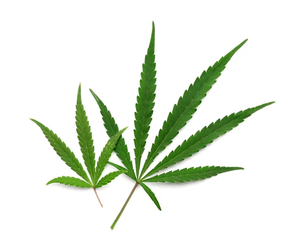 Leaves of medical hemp on white background, top view — Stockfoto