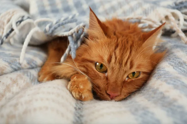 Αξιολάτρευτη κόκκινη γάτα κάτω από καρό. Άνετος χειμώνας — Φωτογραφία Αρχείου